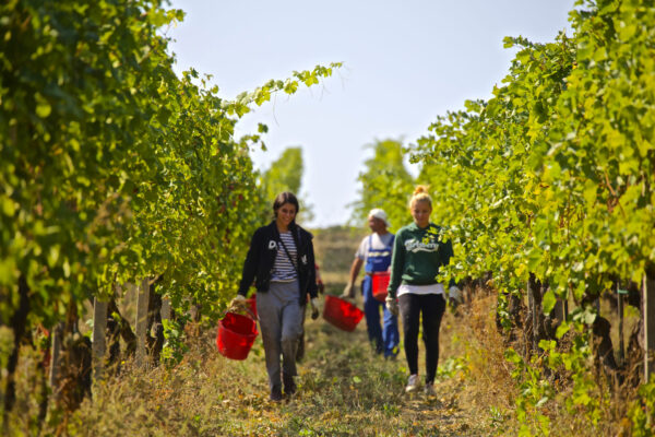 11-vendemmia-_la-raia